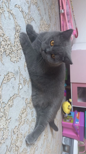bkh katze 
