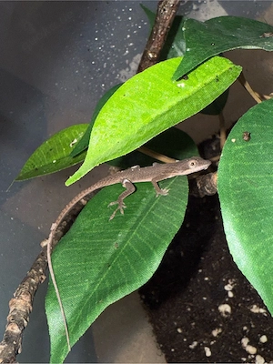 0,01 Anolis allisoni NZ'25