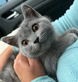 Bkh Kater 12 Wochen