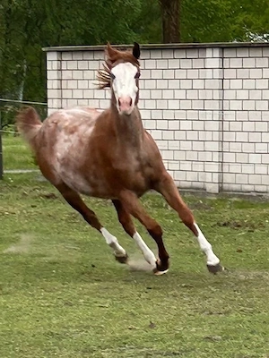 Quarter Horse