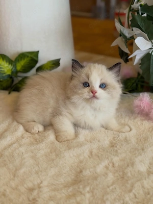 Dieses wunderschöne Ragdoll-Kätzchen ist voller Liebe und Zuneigung und sucht ständig nach Streichel