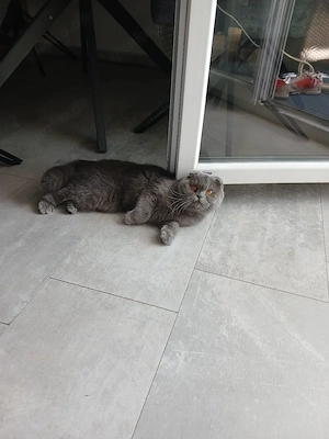 bkh katze 