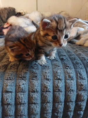 Bengal Mix Kitten   noch 2 Kater 