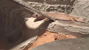 Leopardengeckos