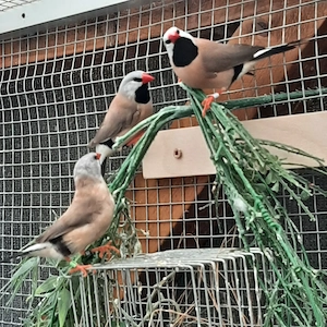 Biete 5 junge Spitzschwanzamadinen an Bild 4