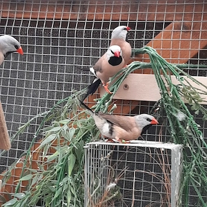 Biete 5 junge Spitzschwanzamadinen an Bild 2