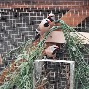 Biete 5 junge Spitzschwanzamadinen an Bild 3