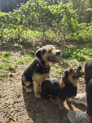 Sensibler Border Terrier-Mix(6 Monate)
