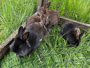 Zwergkaninchen Männchen 