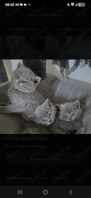 Wunderschöne BKH Kitten in Blue suchen ihr neues Reich