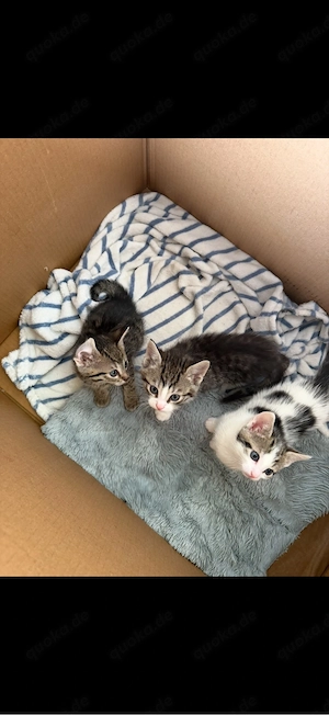 Katzen Babys 