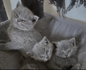 Wunderschöne BKH Kitten in Blue suchen ihr neues Reich