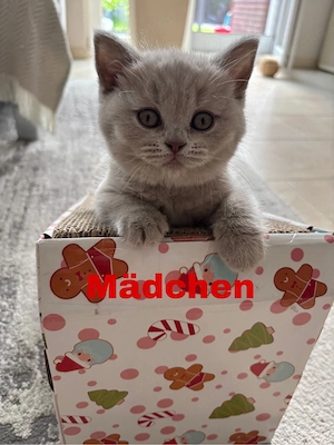 BKH Kitten in Lilac