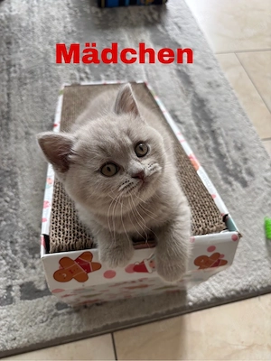 Reinrassiger BKH Kitten in Lilac