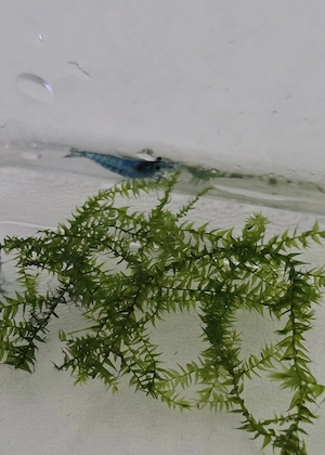 Blue Dream Garnelen