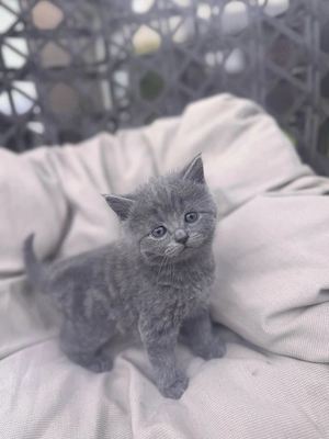 blh kitten 