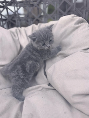 blh kitten  Bild 3