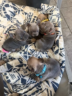 Liebevolle französische bulldogge