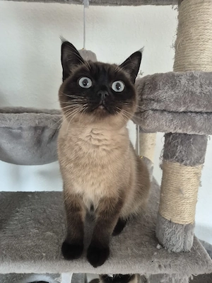 Charmater  Pointerkater sucht Kuschelplatz