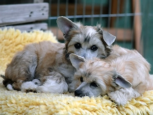 Chinese Crested Dog