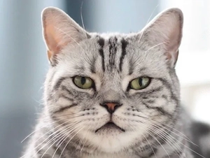 bkh mix katze dringend abzugeben 