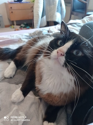 Ragdoll mit Stammbaum 