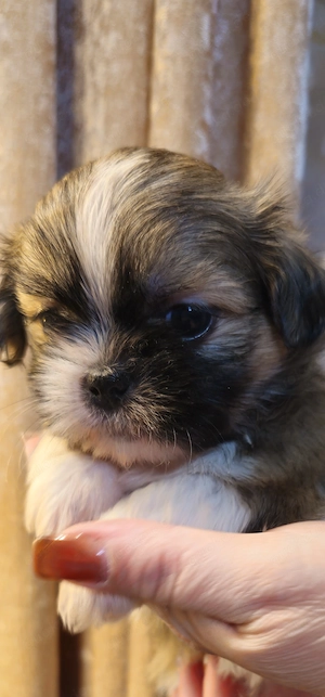  Shih-tzu Welpen 