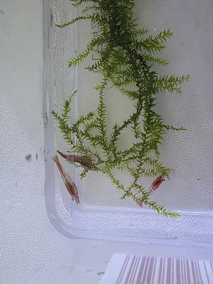 Red Rilli Garnelen