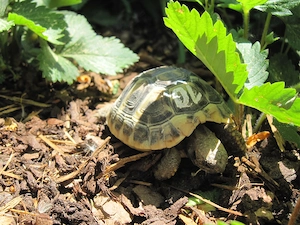 Griechische Landschildkröten NZ 2025 , An Liebhaber abzugeben
