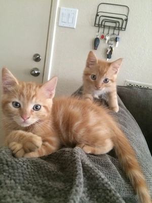 Entzückende Maincoon-Kätzchen zur Adoption und Umschiederung