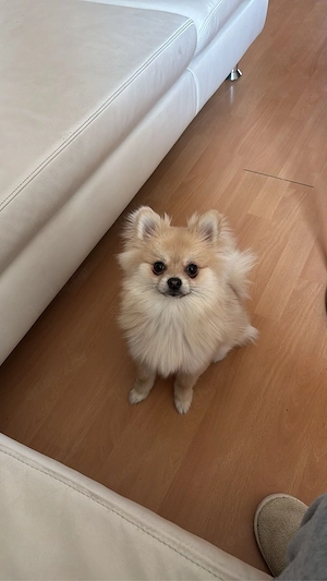pomeranian Hündin 