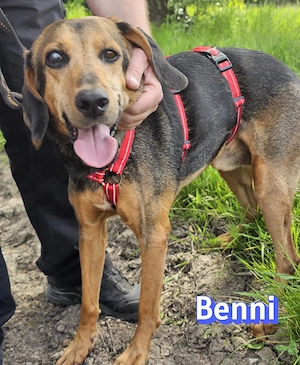 Benni, 04 17 - ruhiger Senior sucht wegen Krankheit ein neues Zuhause Bild 2