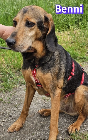 Benni, 04 17 - ruhiger Senior sucht wegen Krankheit ein neues Zuhause Bild 4