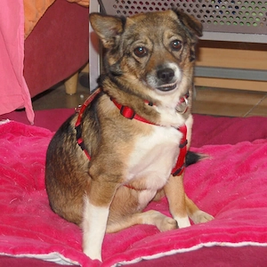 Jessca - 3 Jahre - Mix - Tierhilfe Franken e.V.