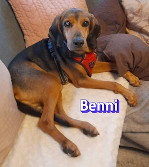 Benni, 04 17 - ruhiger Senior sucht wegen Krankheit ein neues Zuhause Bild 6