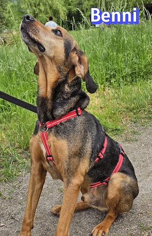 Benni, 04 17 - ruhiger Senior sucht wegen Krankheit ein neues Zuhause Bild 8