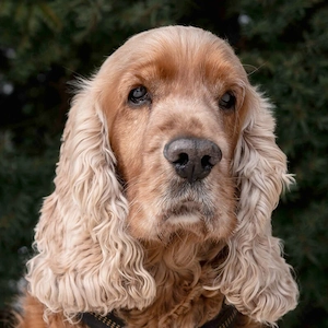 Benny Bub - 9 Jahre - Cocker Spaniel - Tierhilfe Franken e.V.