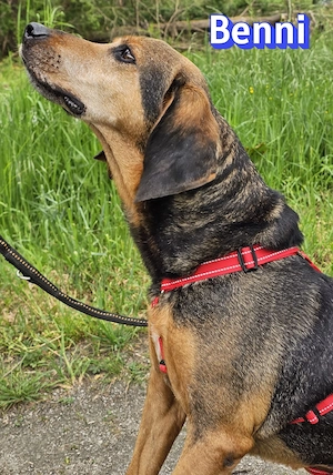 Benni, 04 17 - ruhiger Senior sucht wegen Krankheit ein neues Zuhause Bild 7
