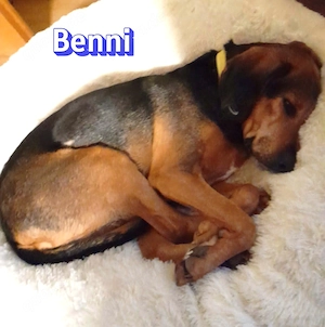 Benni, 04 17 - ruhiger Senior sucht wegen Krankheit ein neues Zuhause Bild 5