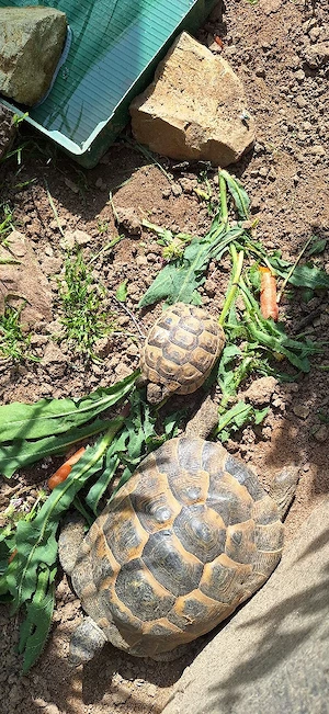 Maurische landschildkröten 