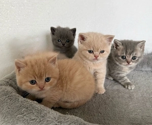 wunderschöne BKH kitten suchen liebevolles zuhause 