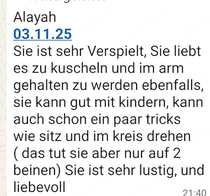 Reinrassige Zwergspitz 