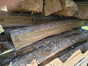 Brennholz Tannen- Pflaumen- und Paletten