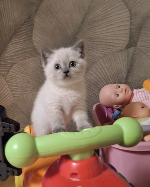 Britisch Kurzhaar Katzenbaby