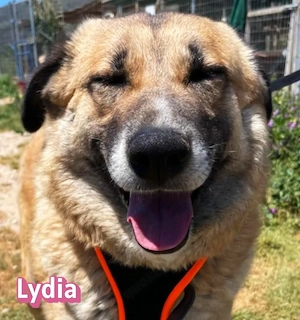 Lydia, 05 23 - gemütliche Schmusemaus sucht Familie