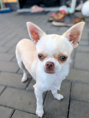 Chihuahua Rüde 5Monate.mit Ahnentafel 