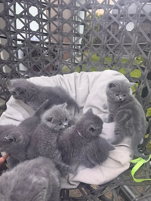 blh kitten  Bild 2