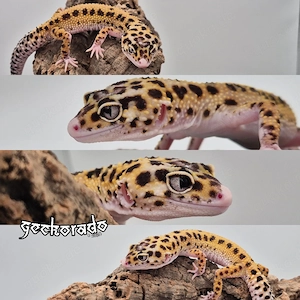 Leopardgecko Weibchen - Hyper Xanthic Ghost Eclipse het. TA