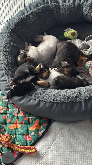 Alfi sucht sein Zuhause für immer
