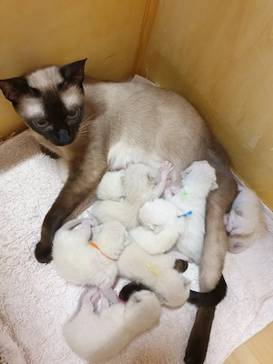 Kitten Thai-Katze ( Siamkatze) reinrassige 